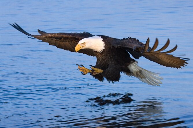 Sunset, Dolphin/Birding On A Private Guided Savannah Cruise - Who will enjoy this cruise most