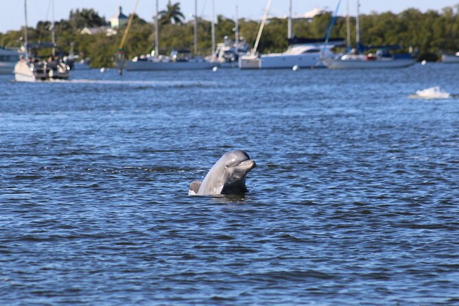 Sunset Dolphin Cruise with Sanibel Lighthouse Views - Key points to know before you book