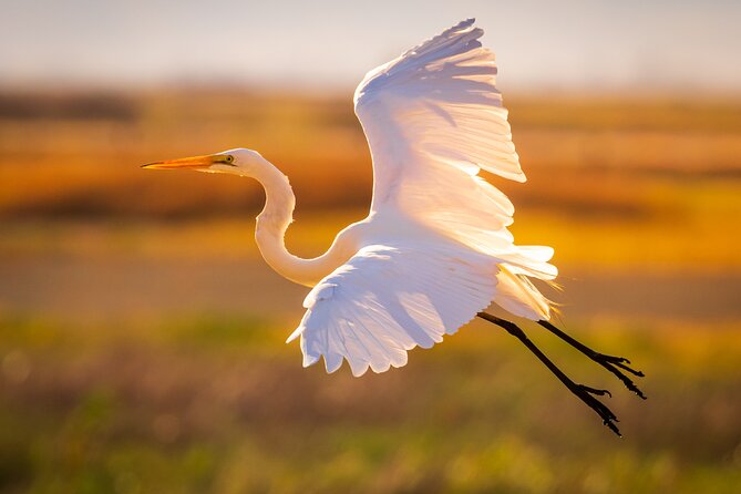 Sunset Dolphin Eco Tour - Two hours between dolphins and the Port of Savannah