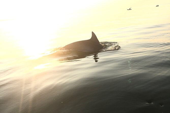 Sunset Dolphin Kayak Tours - Dolphin watching without a guarantee