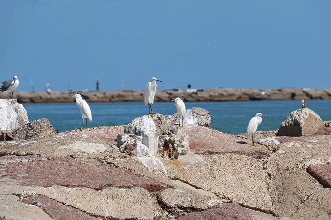 Sunset Dolphin Watch Tour - Frigate birds, fish, and a small hands-on nature lesson