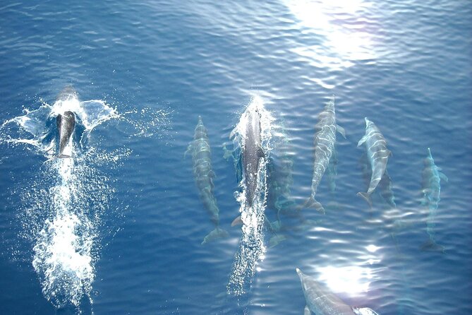Sunset Dolphin Watching Boat Tour from Vrsar - Setting out from Vrsar at 5:00 pm