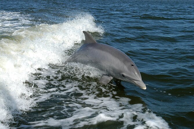 Sunset Dolphin Watching Boat Tour from Vrsar - Sunset views from the water