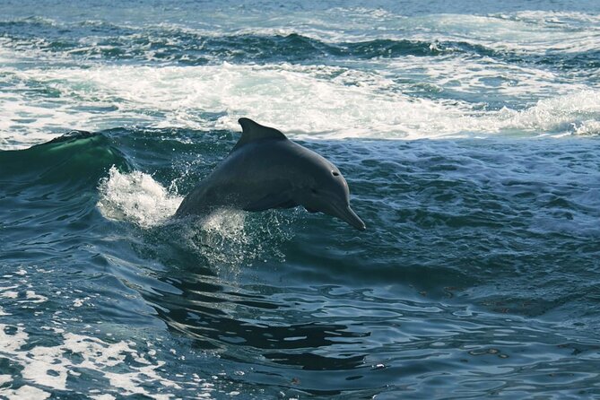 Sunset Dolphin Watching Boat Tour from Vrsar - Choosing your seat and preparing for the boat