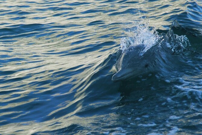 Sunset Dolphin Watching Boat Tour from Vrsar - Who will enjoy this cruise most