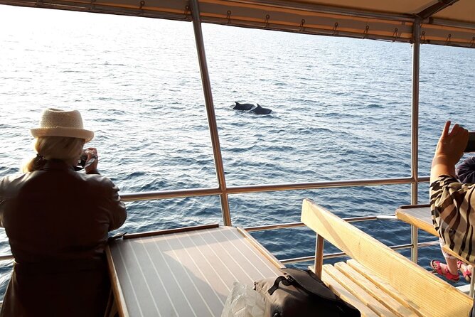 Sunset Dolphin Watching Boat Tour from Vrsar - What the mixed dolphin sightings mean