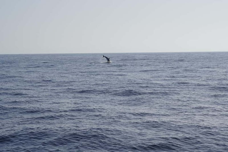 Sunset Dolphin Watching Tour on Hybrid Boat in Small Group - Key points at a glance