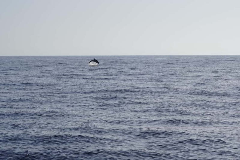 Sunset Dolphin Watching Tour on Hybrid Boat in Small Group - The first 40 minutes on open water