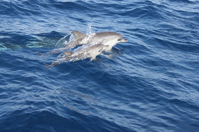 Sunset Dolphin Watching Trip on board the Biosfera Jet - The guide and the mood aboard