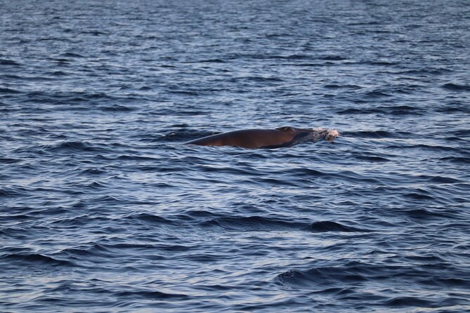 Sunset Dolphin Watching with Marine Biologists - Leaving Faro through Ria Formosa Natural Park