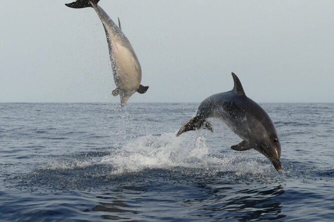 Sunset Dolphin Watching with Marine Biologists - Why the marine biologists add value
