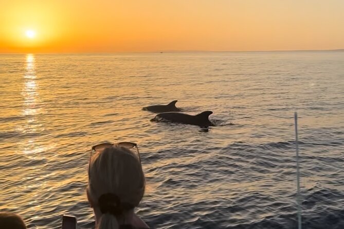 Sunset Dolphin Watching with Marine Biologists - Dolphins, sharks, and seabirds: what you might see