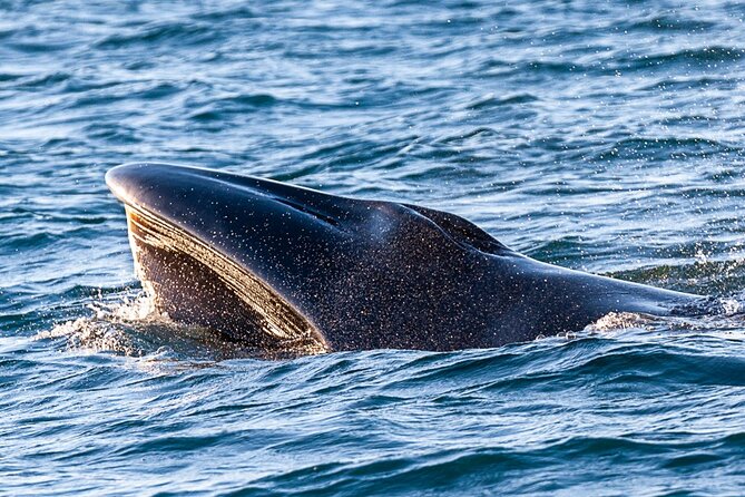 Sunset Dolphin Watching with Marine Biologists - Late winter and spring bring a chance of larger whales