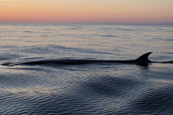 Sunset Dolphin Watching with Marine Biologists - The private format and what it means