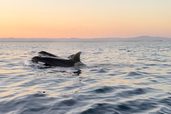 Sunset Dolphin Watching with Marine Biologists - Is $78.31 a fair price?