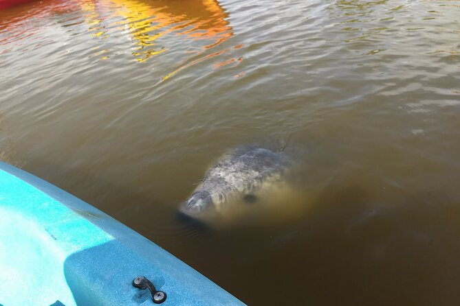 Sunset kayaking tour at Manatee Cove with Manatee & Dolphin sightings - Finishing with the Florida sunset