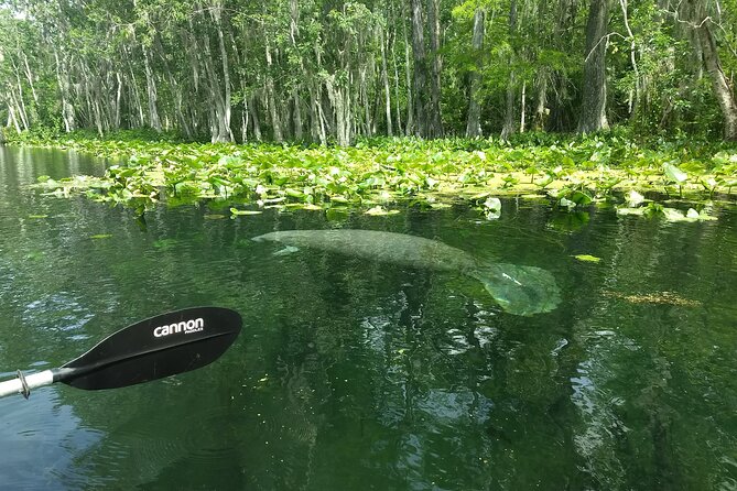 Sunset kayaking tour at Manatee Cove with Manatee & Dolphin sightings - Practical details and cancellation rules