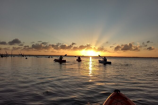 Sunset kayaking tour at Manatee Cove with Manatee & Dolphin sightings - Looking for dolphins and manatees