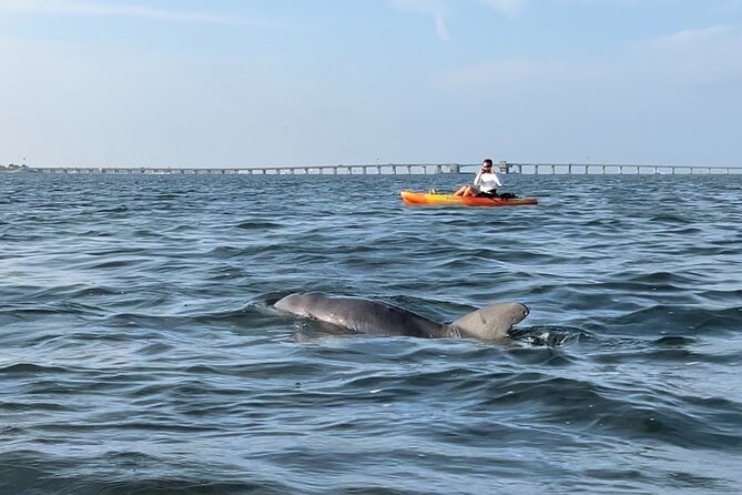 Sunset Kayaking with Dolphins - Following wildlife around Anna Maria Island