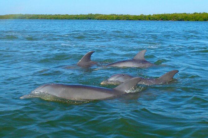 Sunset Kayaking with Dolphins - The guides make a real difference