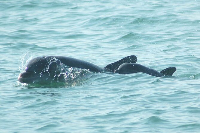 Sunset Kayaking with Dolphins - Weather, cancellations, and practical planning