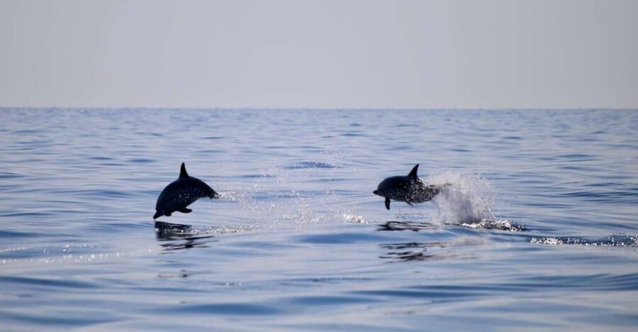 Sunset Tour and Searching Dolphins - Meeting at La Sirena
