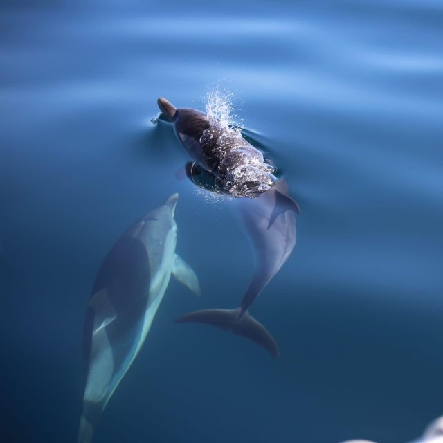 Sunset Tour and Searching Dolphins - Speeding toward Capo Taormina