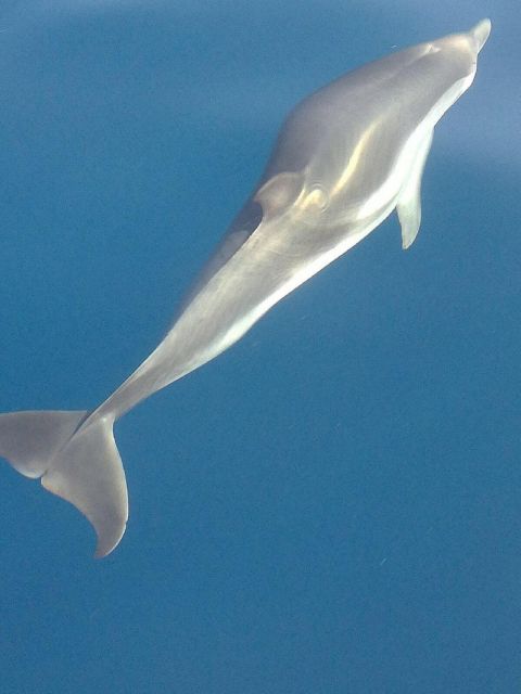 Sunset Tour and Searching Dolphins - The sunset return with Etna in view