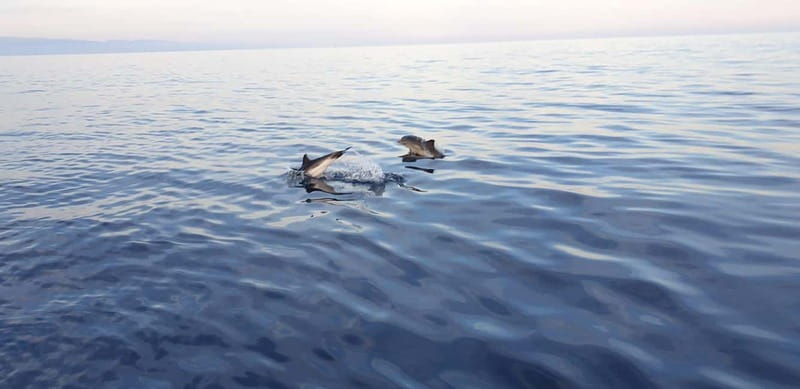Sunset tour in search of dolphins with aperitif - Key points at a glance