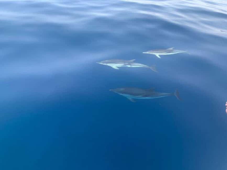 Sunset tour in search of dolphins with aperitif - Why this three-hour cruise works so well