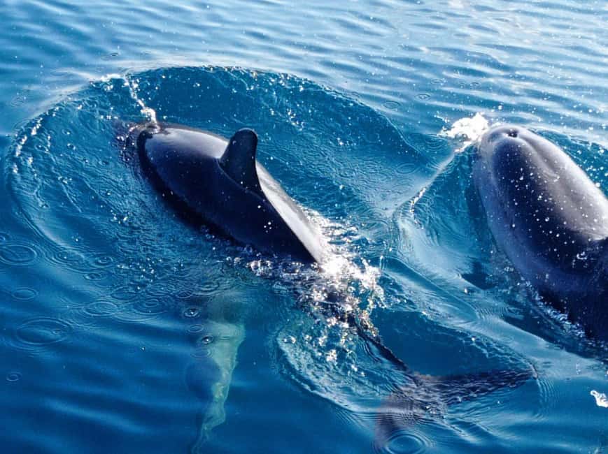 Sunset tour in search of dolphins with aperitif - Sunset, music, and the mood on board