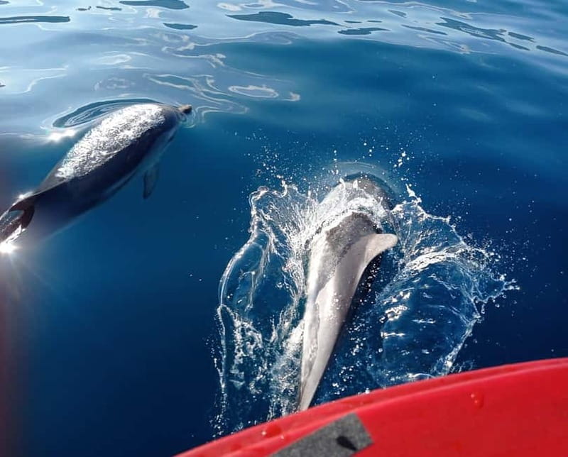Sunset tour in search of dolphins with aperitif - What the $53 price really covers