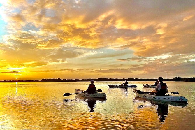 Sunset Tour Mangrove, Dolphins, Manatee #1 Rated in Cocoa Beach - Why the mangrove tunnels make this Cocoa Beach tour special