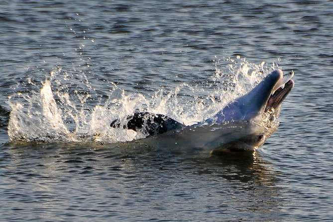 Sunset Tour Mangrove, Dolphins, Manatee #1 Rated in Cocoa Beach - What happens during the two-hour paddle