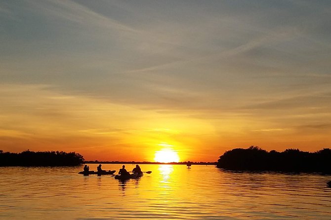 Sunset Tour Mangrove, Dolphins, Manatee #1 Rated in Cocoa Beach - Dolphins, manatees, and the reality of wildlife watching