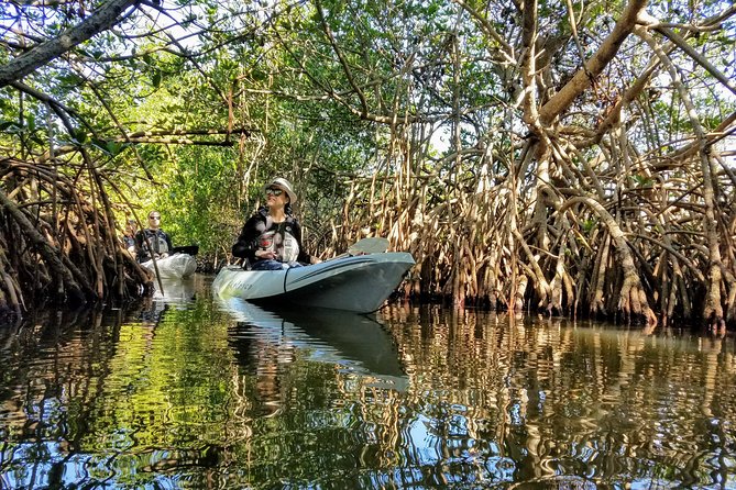 Sunset Tour Mangrove, Dolphins, Manatee #1 Rated in Cocoa Beach - Guides who shape the experience