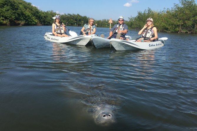 Sunset Tour Mangrove, Dolphins, Manatee #1 Rated in Cocoa Beach - Weather, cancellation, and practical planning