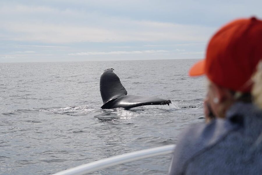 Superior 2hr Private Whale & Dolphin Watching Newport Beach - A Small Boat Built for Close Wildlife Watching