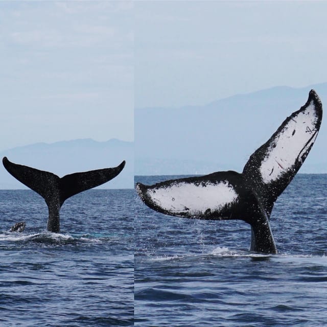 Superior 2hr Private Whale & Dolphin Watching Newport Beach - FAQ