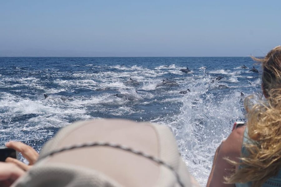 Superior 2hr Private Whale & Dolphin Watching Newport Beach - What the Seakeeper Stabilizer Means at Sea