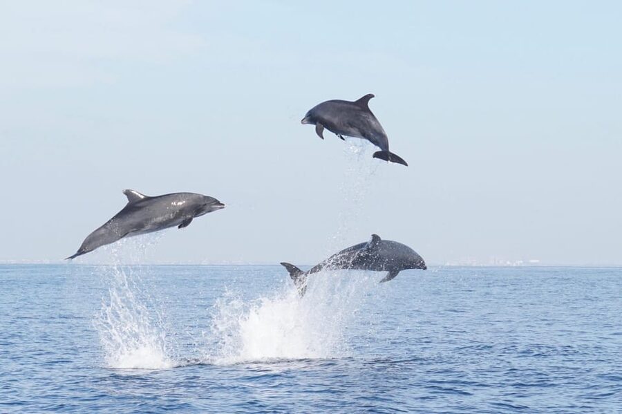 Superior 2hr Private Whale & Dolphin Watching Newport Beach - The Two-Hour Route and What You May See