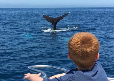 Superior 2hr Private Whale & Dolphin Watching Newport Beach