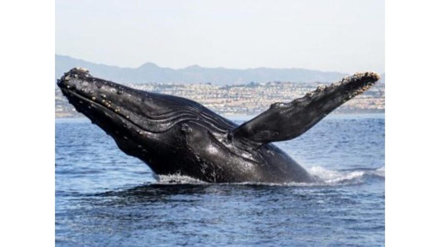 Superior 2hr Private Whale & Dolphin Watching Newport Beach - Why the Private Format Can Be Worth $495