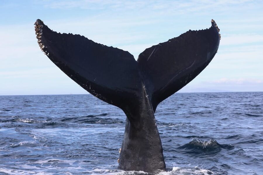 Superior 2hr Private Whale & Dolphin Watching Newport Beach - Who Will Enjoy This Newport Beach Cruise