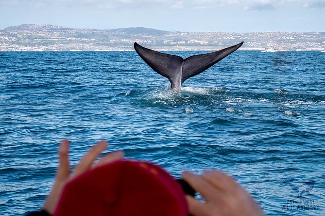 Supreme 2hr Whale/Dolphin Watching Newport Beach, 6 person max - Leaving from 508 S Bay Front in Newport Beach