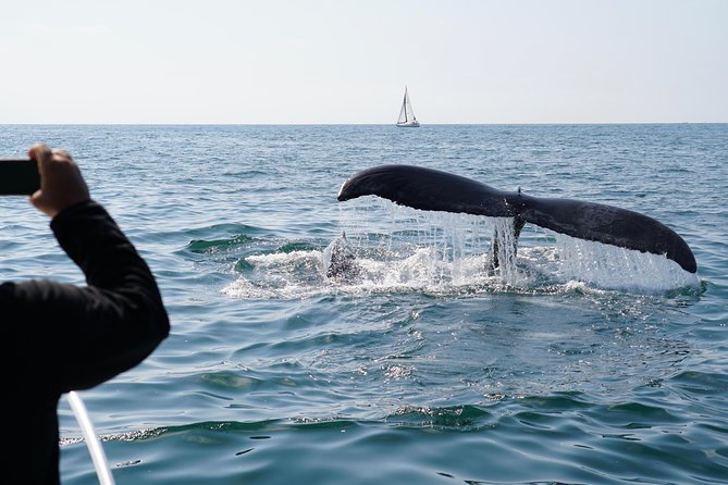 Supreme 2hr Whale/Dolphin Watching Newport Beach, 6 person max - Sunset views and the evening mood