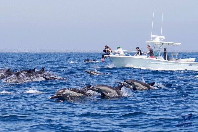 Supreme 2hr Whale/Dolphin Watching Newport Beach, 6 person max - Is $119 a fair price?