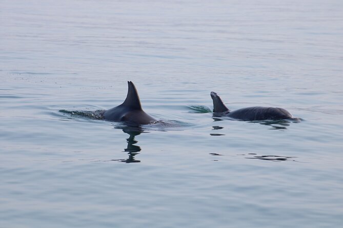 Swim and Paddle Board with Wild Dolphin Pods in Puerto Vallarta - Whales are a welcome extra, not the main promise