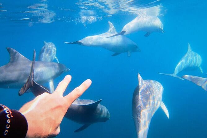 Swim and Paddle Board with Wild Dolphin Pods in Puerto Vallarta - The guide can shape the experience