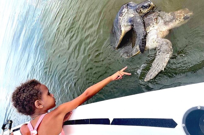 Swim and Paddle Board with Wild Dolphin Pods in Puerto Vallarta - Water, lunch, and what to bring
